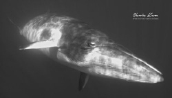 Dwarf Minke Whale looking at me looking at it :) by Vania Kam 